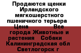 Продаются щенки Ирландского мягкошерстного пшеничного терьера › Цена ­ 30 000 - Все города Животные и растения » Собаки   . Калининградская обл.,Светлогорск г.